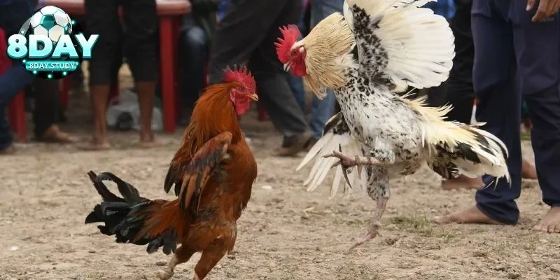 Tại sao Đá gà 8Day lại thu hút người chơi?