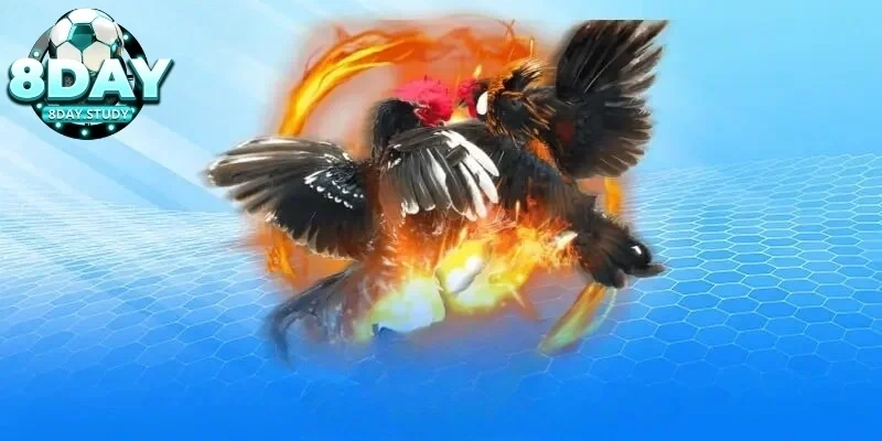 Luật đá gà Thomo cực chuẩn cho anh em chưa biết