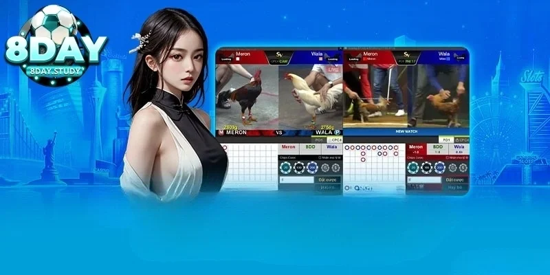 Quang79 thắng 500 triệu đá gà Thomo từ chiến thuật - Chiến thắng không ngẫu nhiên