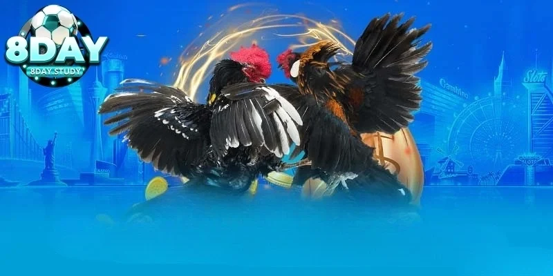 Quang79 thắng 500 triệu đá gà Thomo từ chiến thuật