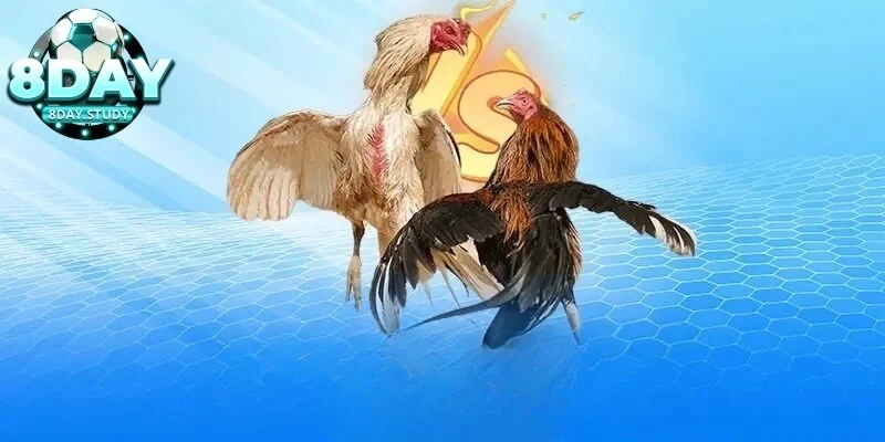 Quy tắc về cựa dao và những vật dụng khác