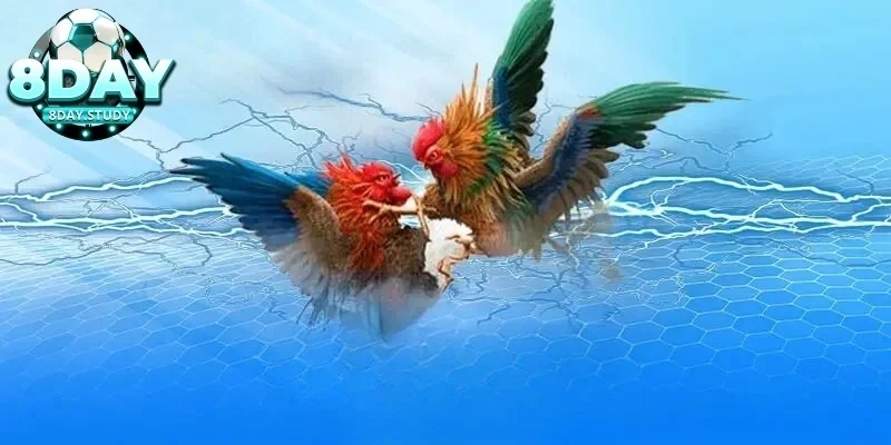 Tổng quan về Luật đá gà Thomo